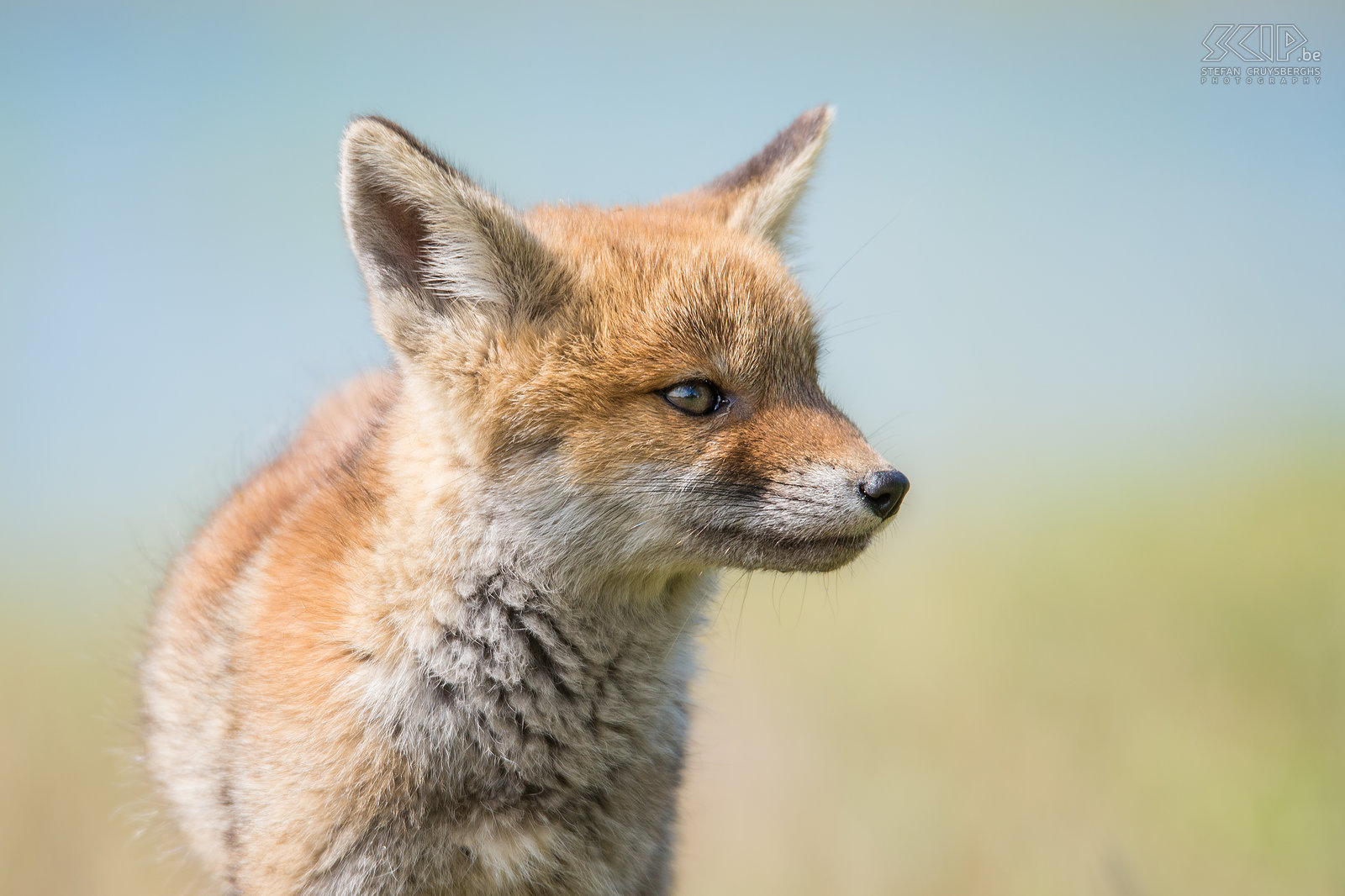 Jonge vos Vossenwelpen beginnen hun hol te verlaten en te experimenteren met vast voedsel dat hun ouders brengen op een leeftijd van 3-4 weken. Vossen zijn omnivoren met een zeer gevarieerd dieet; gaande van kleine knaagdieren zoals mollen, muizen, eekhoorns, vogels, hagedissen tot insecten en andere ongewervelde dieren. Stefan Cruysberghs